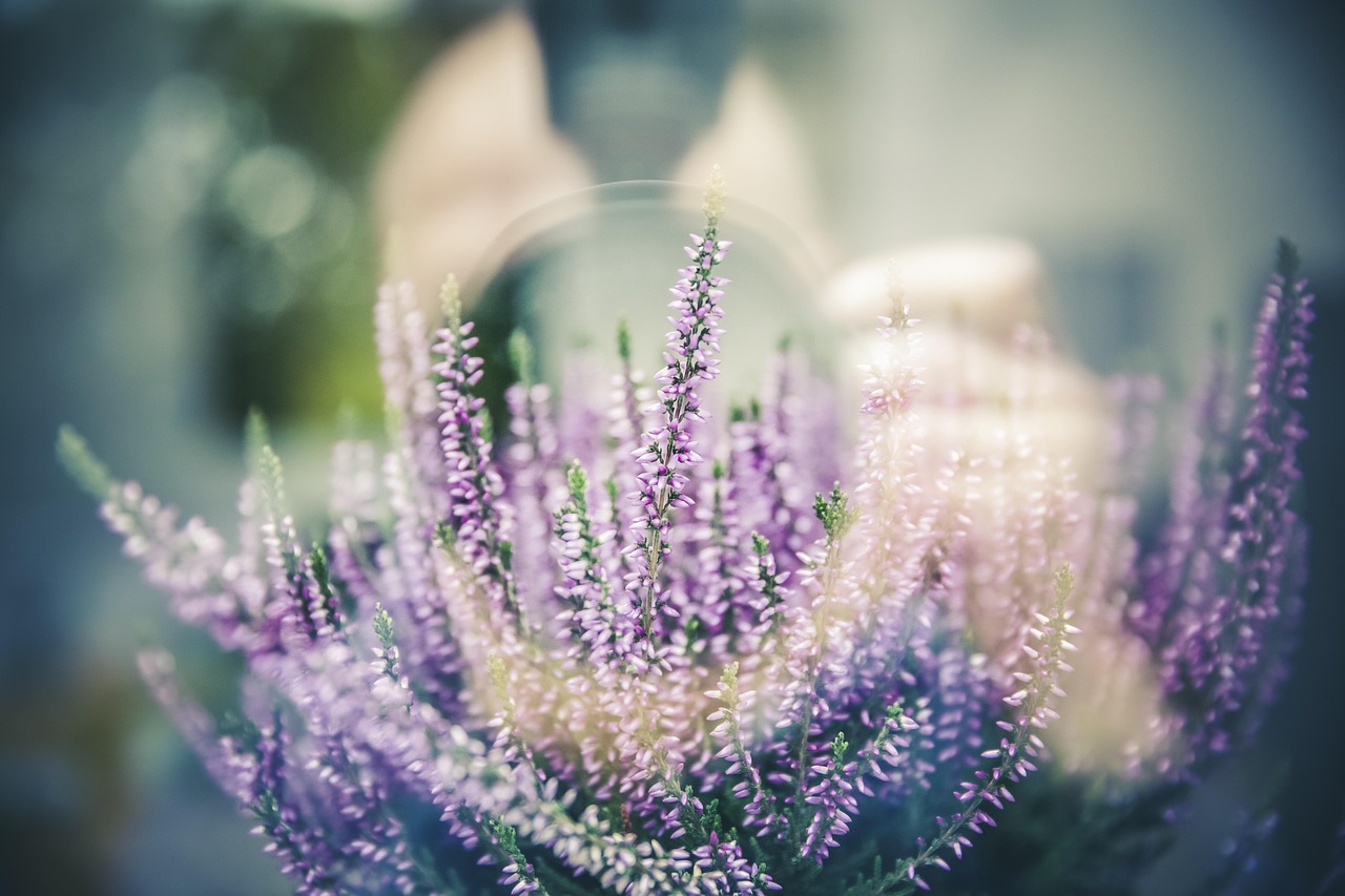 Kleurvolle kruidenplanten in waterkwekerij.