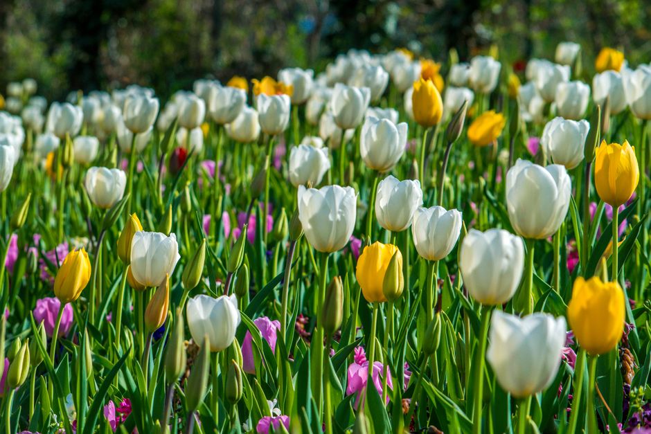 Sereen tuinbeeld met dromerige nachtbloeiers.