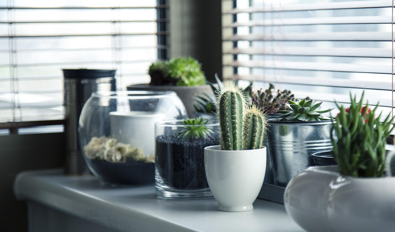 Beginnende tuinier verzorgt cactus in pot. Beginnende tuinier verzorgt cactus in pot.