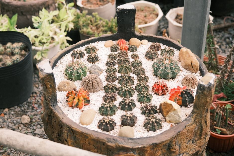 Verschillende cactussoorten met onderhoudsinstructies. Verschillende cactussoorten met onderhoudsinstructies.